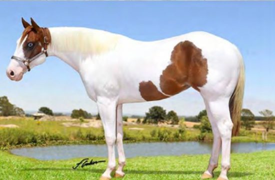 DF1  Cavalo é pintado com tinta durante atividade na Hípica de