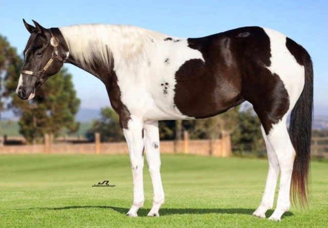 Paint Horse se destaca no Leilão The Ranch com venda expressiva da potra CHEER PEPPY BROTHER ACB
