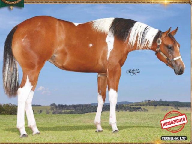 Raça Paint Horse registra novo recorde nacional em leilão e reforça força do mercado