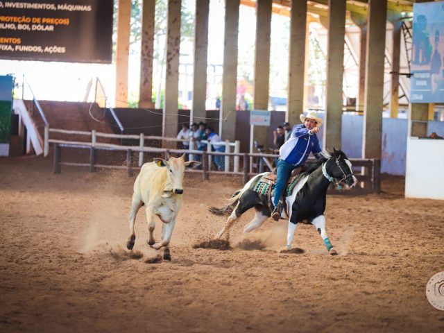Raça Paint Horse consolida valorização no mercado e reforça crescimento das modalidades esportivas no Brasil