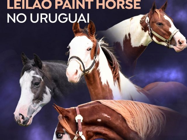 Genética brasileira ganha destaque em Leilão Paint Horse do Uruguai